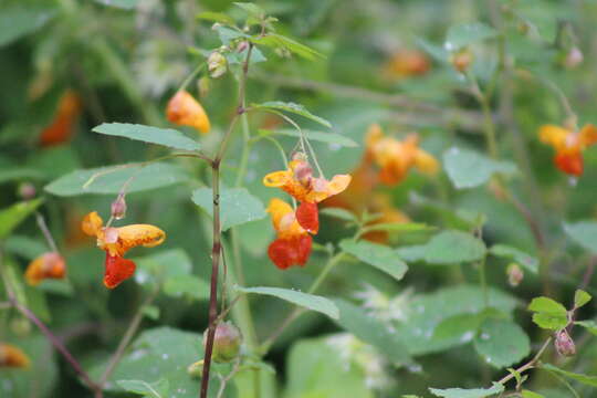 Image of jewelweed