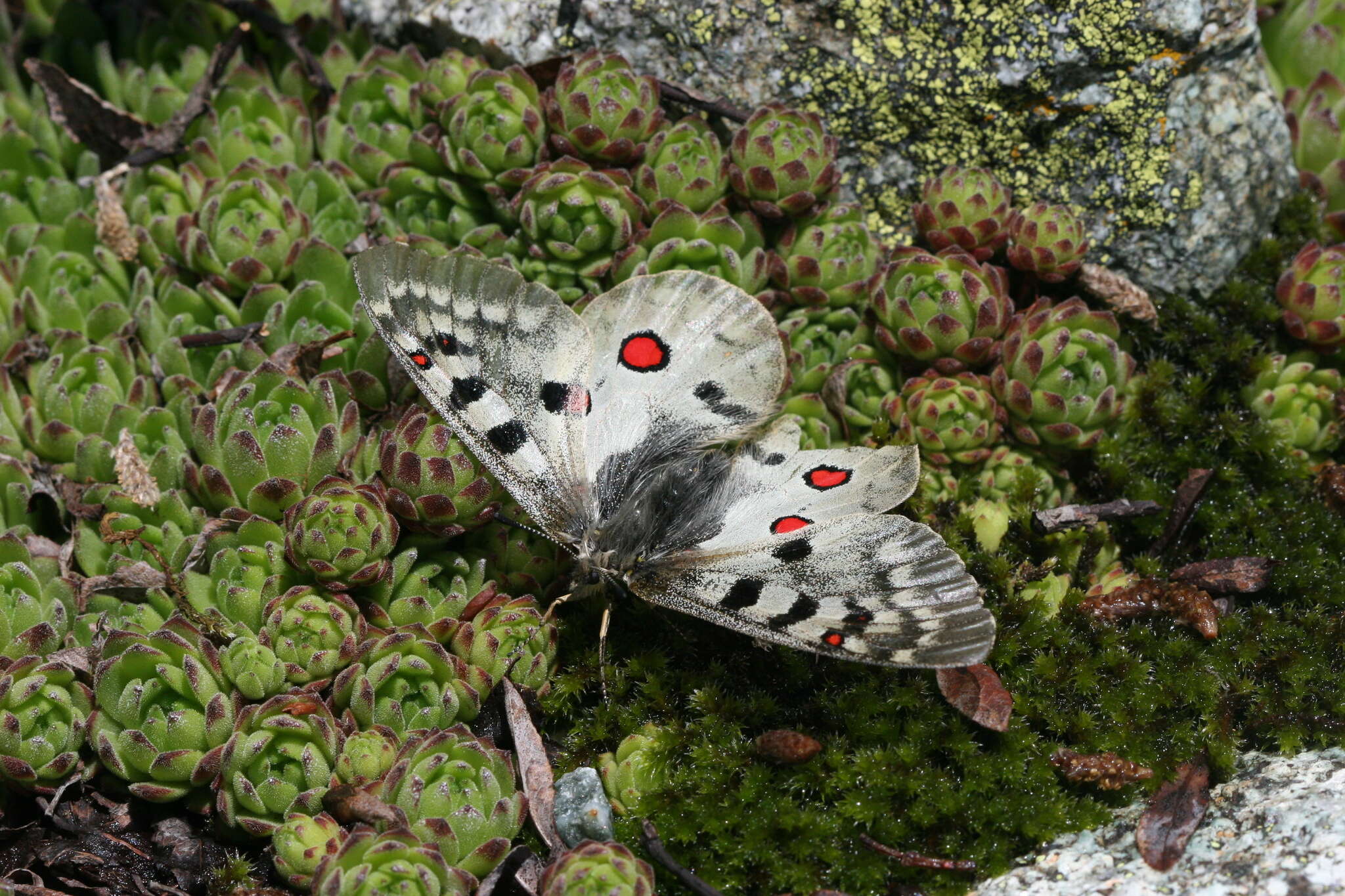 Image de Parnassius phoebus sacerdos Stichel 1906