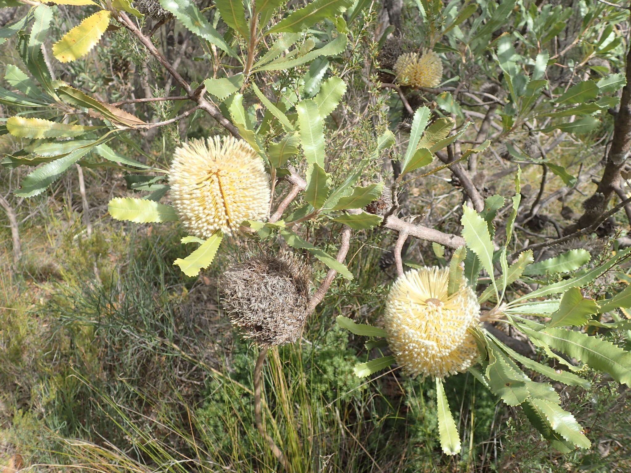 Sivun Banksia ornata F. Müll. ex Meissn. kuva