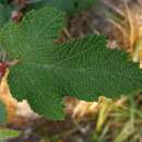 Image of Rubus formosensis Kuntze