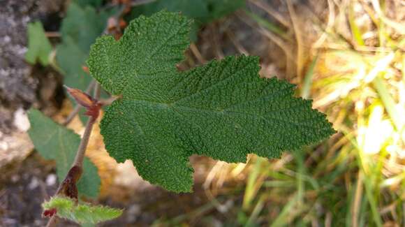 Rubus formosensis Kuntze resmi