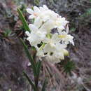 Image of Epidendrum chioneum Lindl.