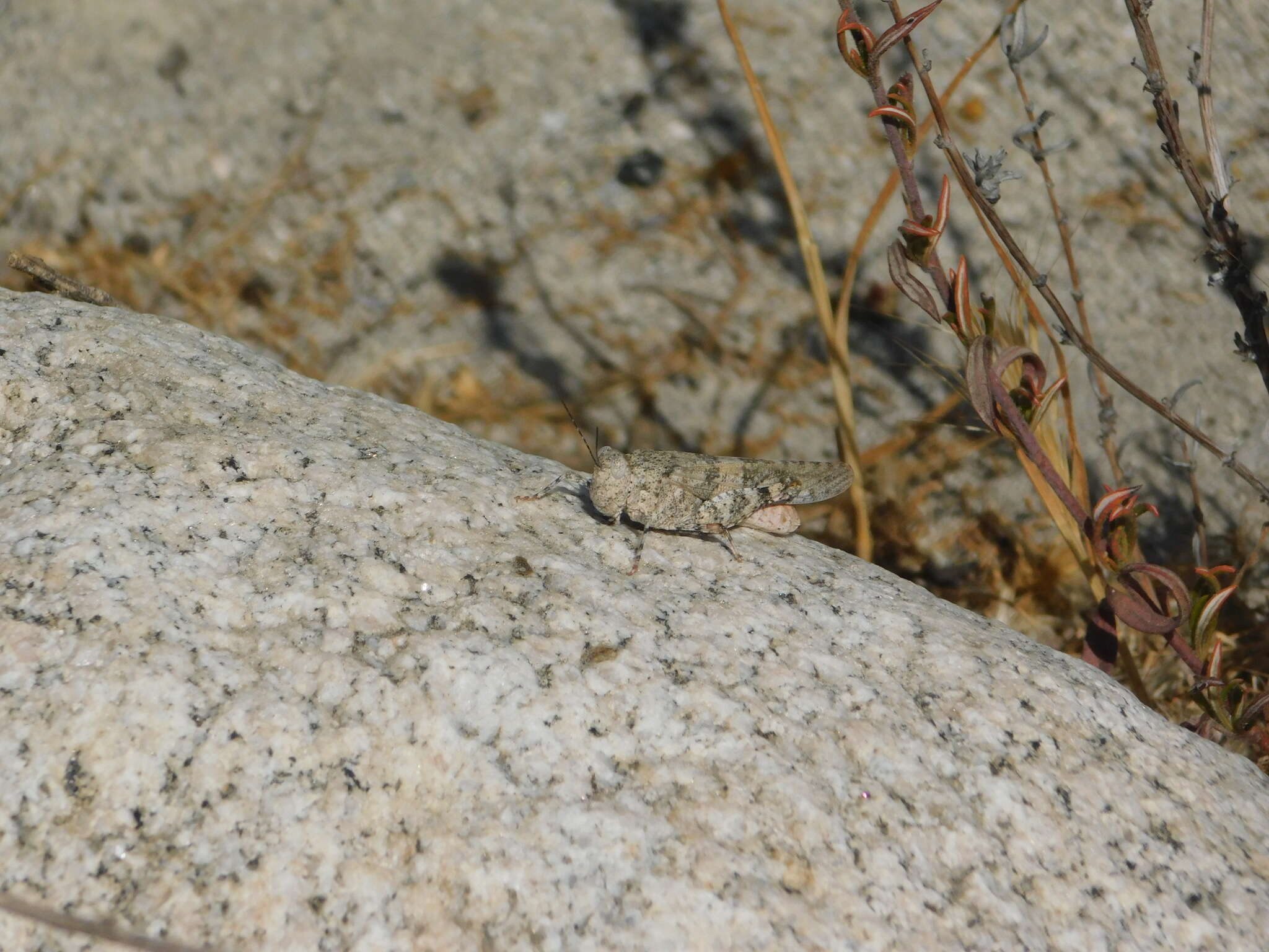 Trimerotropis occidentalis (Bruner & L. 1889) resmi