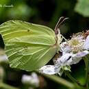 Image of Gonepteryx rhamni (Linnaeus 1758)