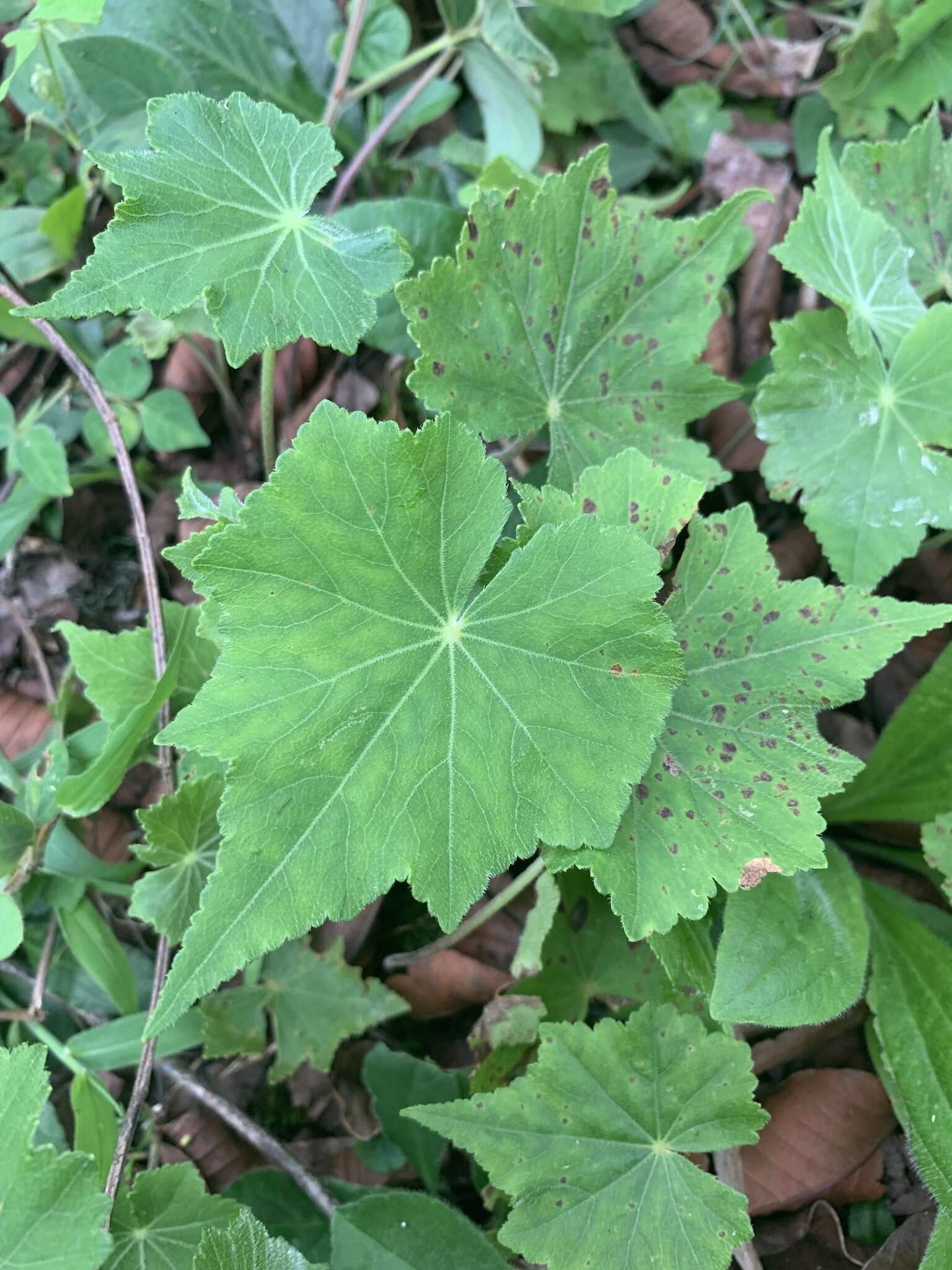 Imagem de Hydrocotyle acutifolia Ruiz & Pav.