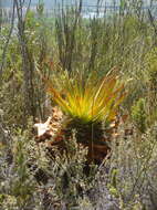 Image of Aloe lineata var. muirii (Marloth) Reynolds