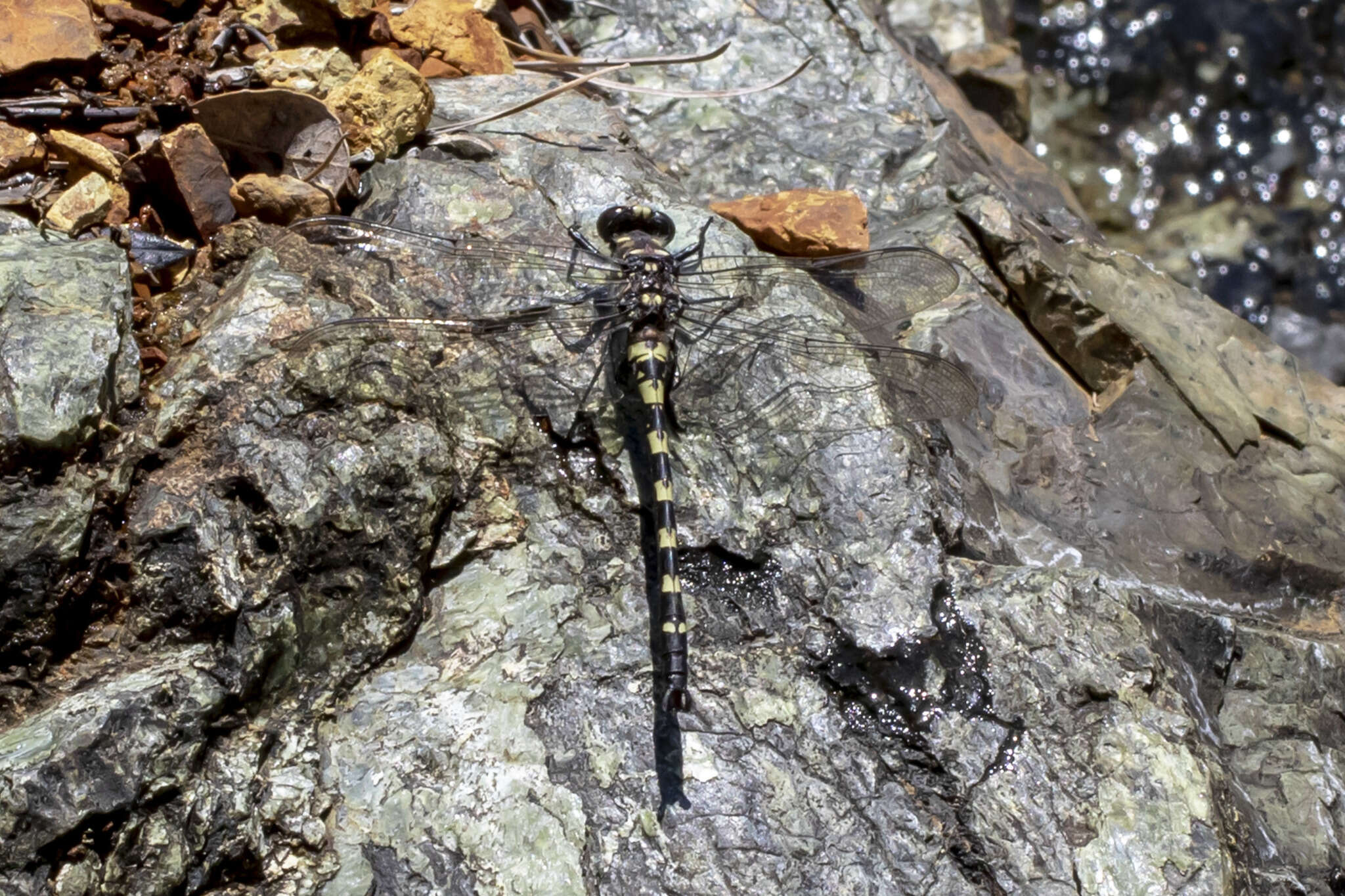 Image of Tanypteryx Kennedy 1917