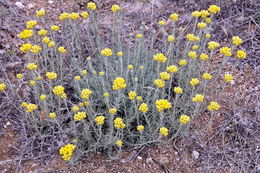 Image of <i>Helichrysum <i>stoechas</i></i> ssp. stoechas