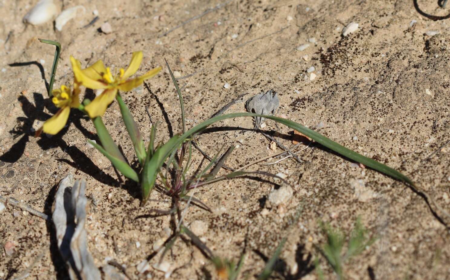 Image of Moraea maximiliani (Schltr.) Goldblatt & J. C. Manning