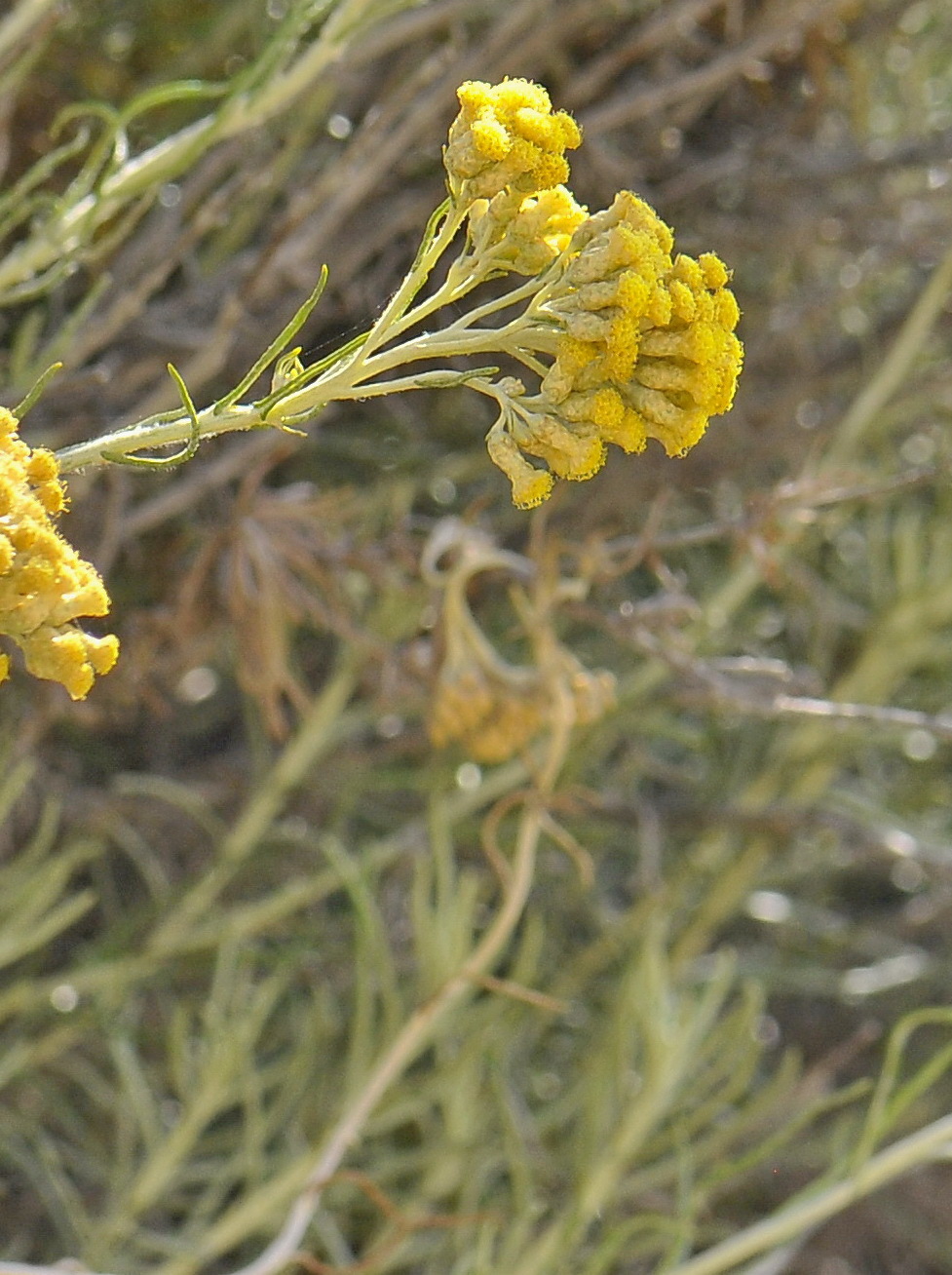 Image of <i>Helichrysum italicum</i> ssp. <i>serotinum</i> (Boiss.) P. Fourn.