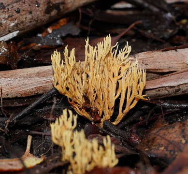 Phaeoclavulina flaccida (Fr.) Giachini 2011 resmi