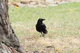 Image of Little Raven