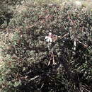 Image of Pelargonium abrotanifolium (L. fil.) Jacq.
