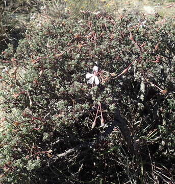 Image of Pelargonium abrotanifolium (L. fil.) Jacq.