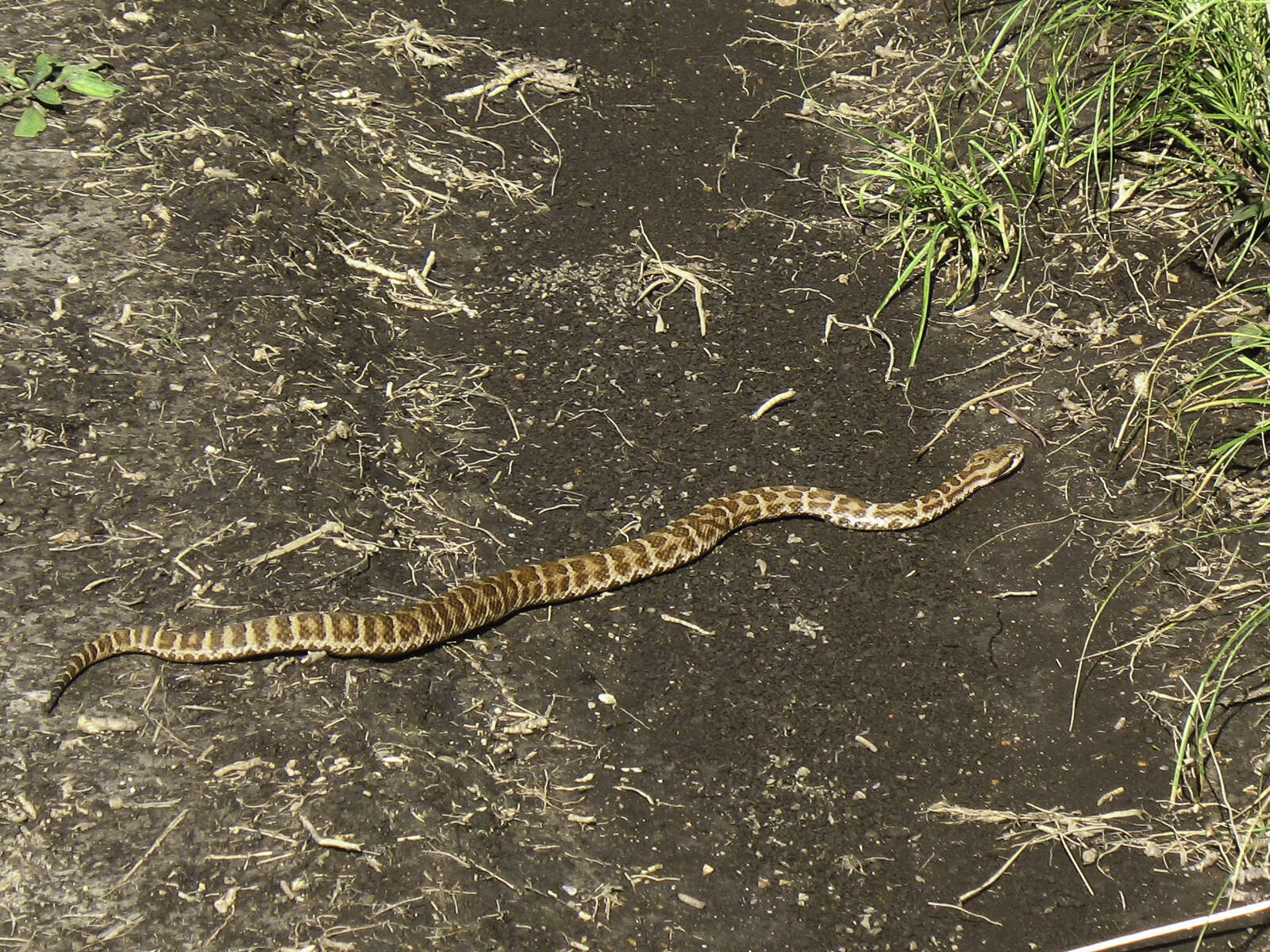 Image of Central Asian pitviper