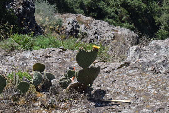 Image of <i>Opuntia spinulifera</i>