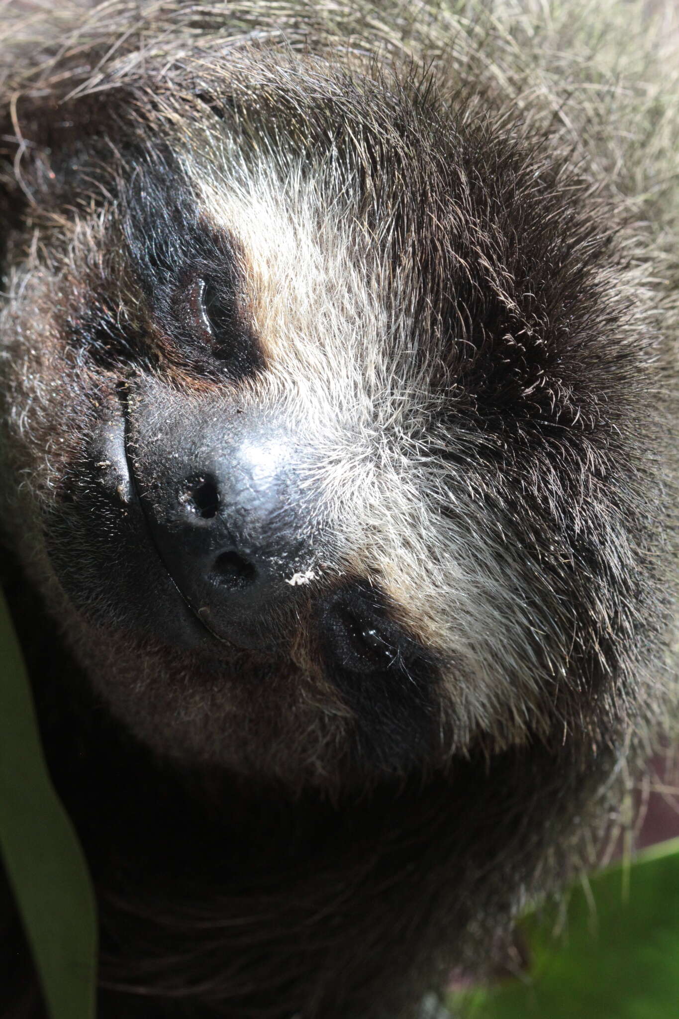 Image of Pygmy Three-toed Sloth