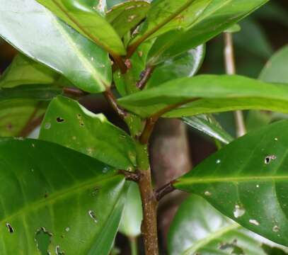 Image of Actephila excelsa (Dalzell) Müll. Arg.