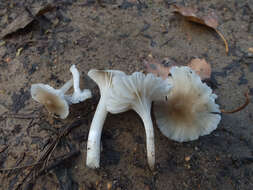 Image of Hygrocybe cereopallida (Clémençon) P. Roux & Eyssart. 2011