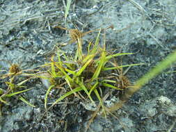 Image of Cyperus michelianus (L.) Delile