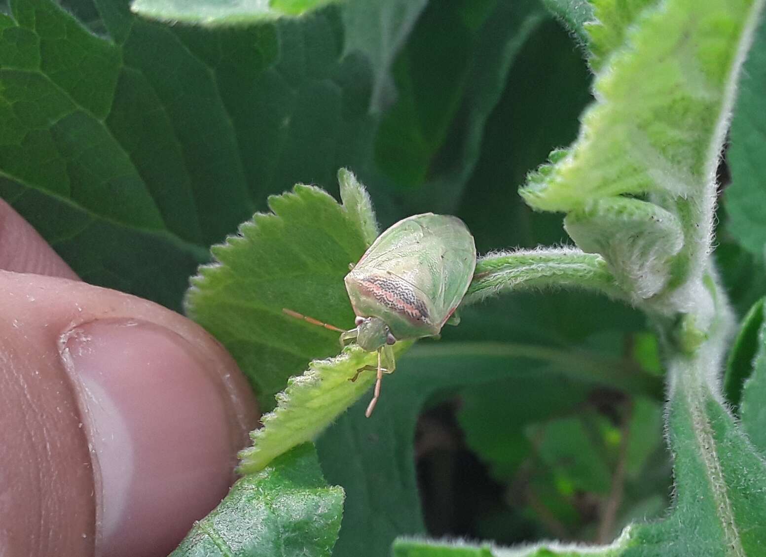 Image of Red-banded Stink Bug