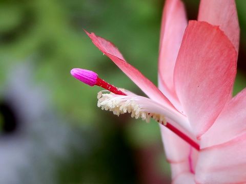 Image of false Christmas cactus