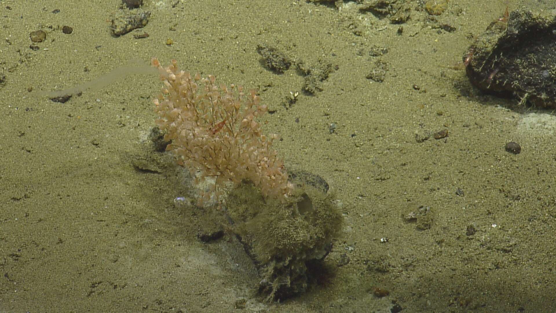 Image of bare-bellied tree coral