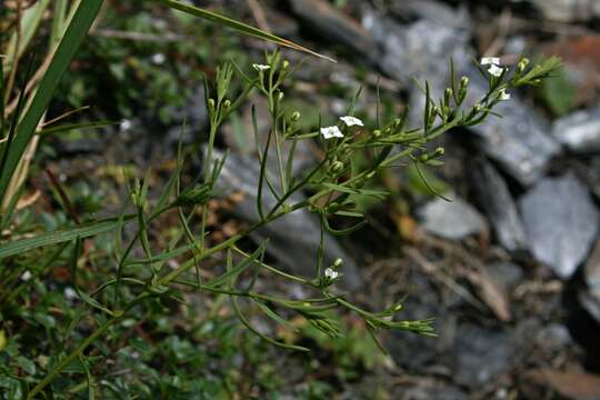 Image of Thesium alpinum L.