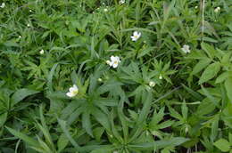 Image of Canadian anemone