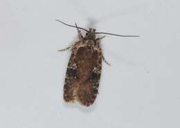 Image of Agonopterix purpurea Haworth 1812