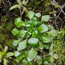 Image of Aichryson pachycaulon subsp. parviflorum (C. Bolle) D. Bramwell