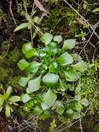Image de Aichryson pachycaulon subsp. parviflorum (C. Bolle) D. Bramwell