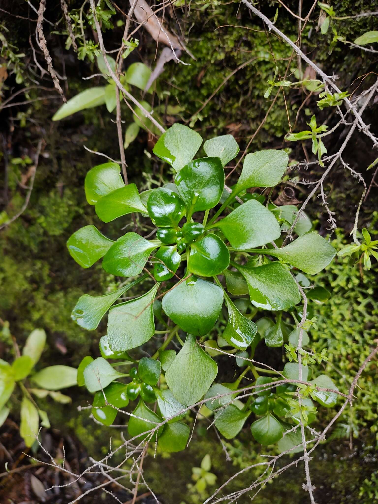 Plancia ëd Aichryson pachycaulon subsp. parviflorum (C. Bolle) D. Bramwell