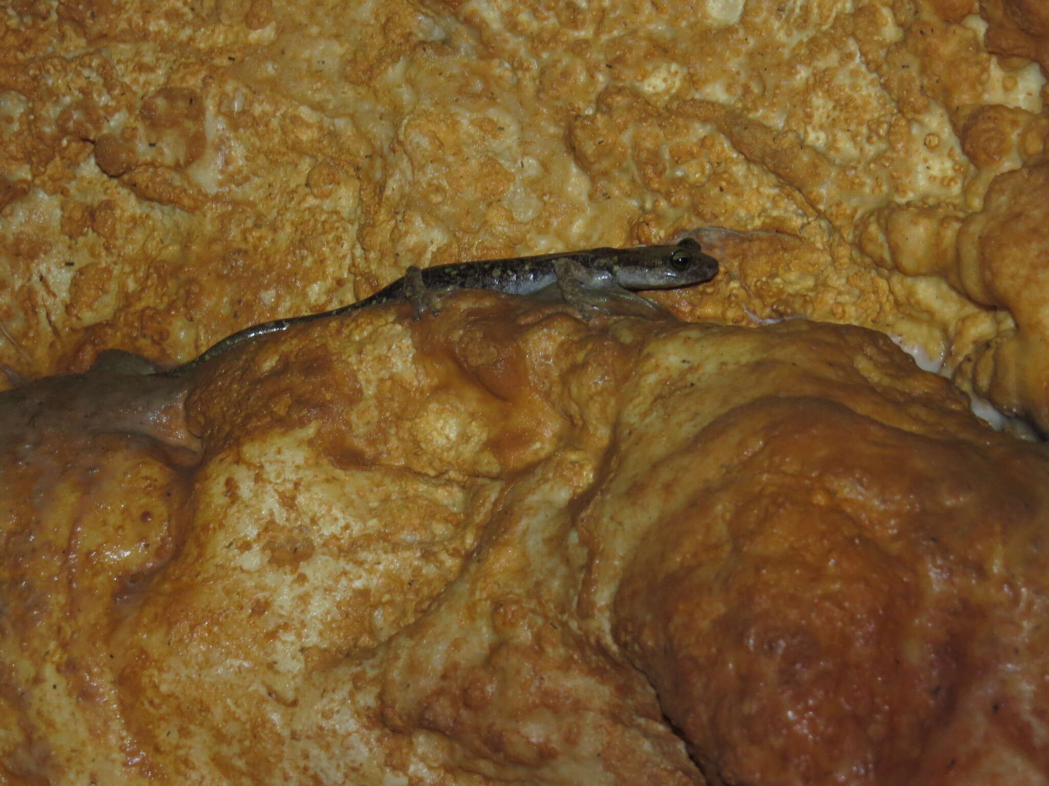 Image of Supramonte Cave Salamander