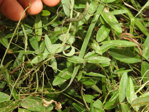 Image of Glycine cyrtoloba Tindale