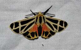 Image of Nais Tiger Moth