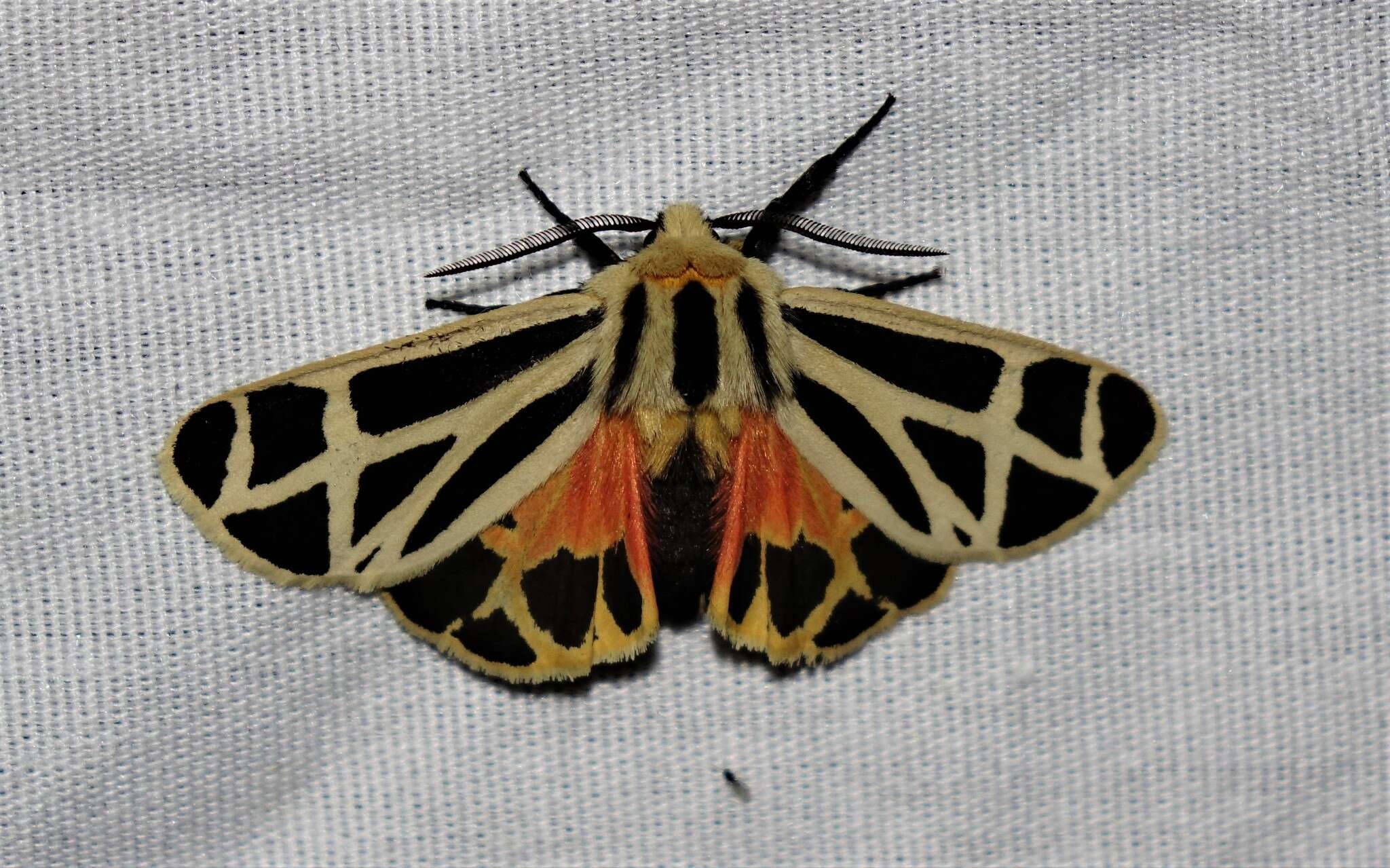 Image of Nais Tiger Moth