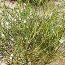 Cyanothamnus coerulescens resmi