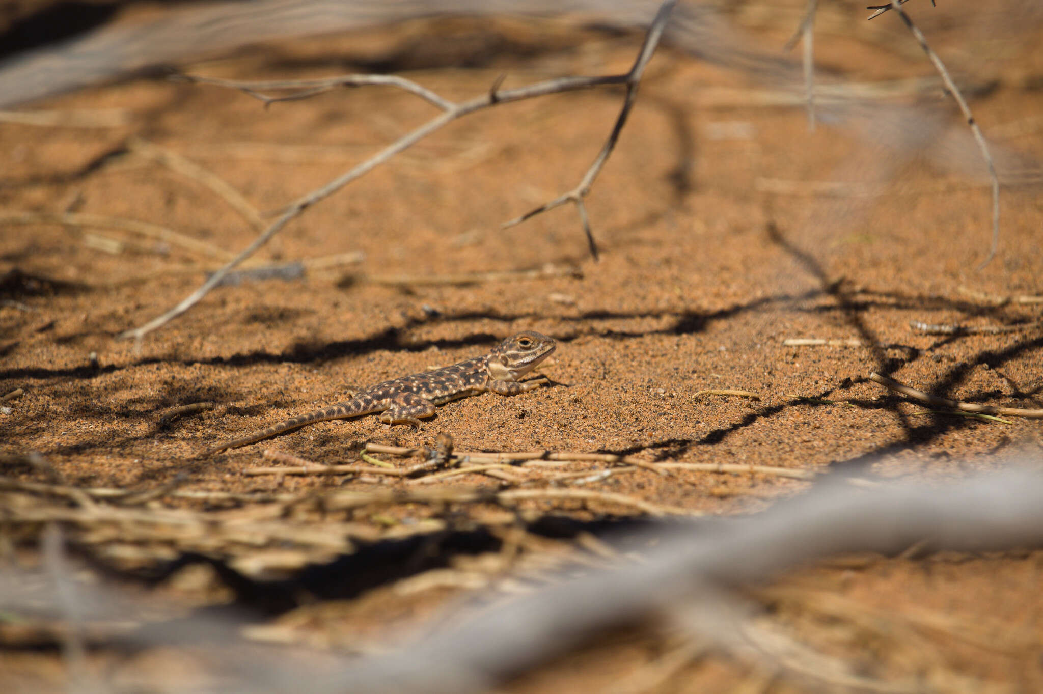 Image of Saltpan Ground-dragon