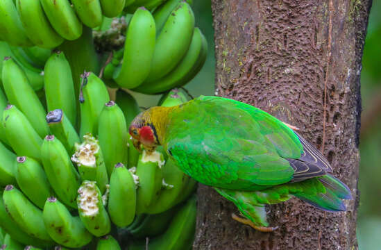 Image of Rose-faced Parrot