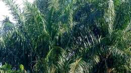 Image of oil palm