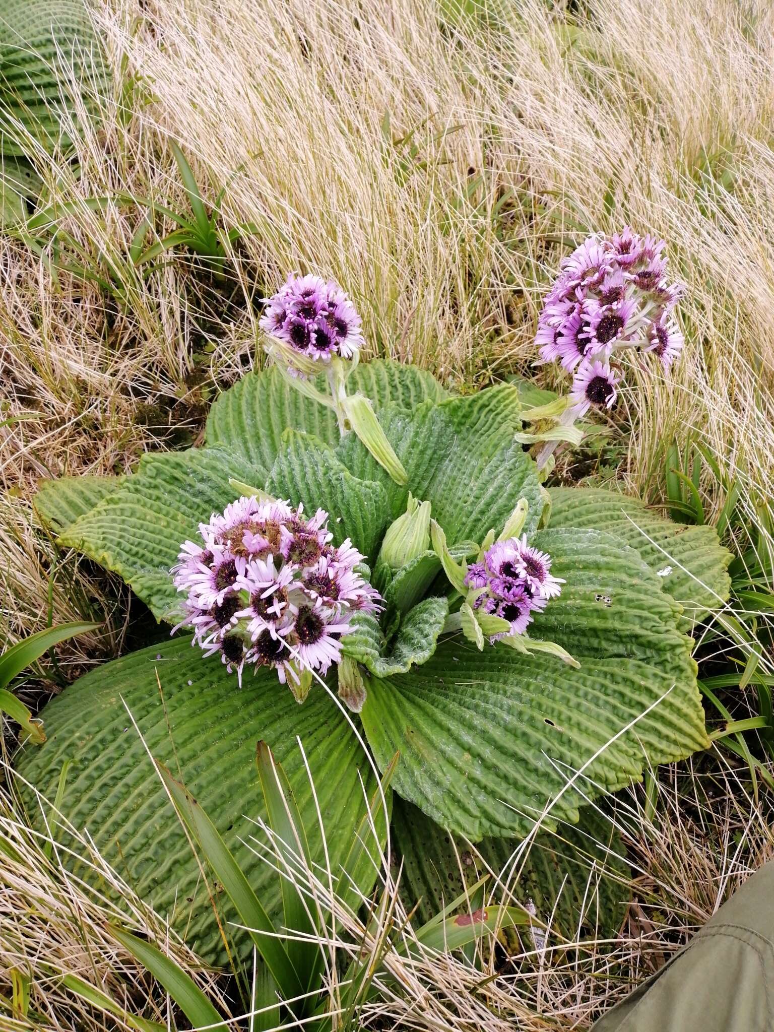 Image de Pleurophyllum speciosum Hook. fil.