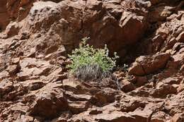 Image of Black Canyon gilia