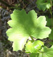 Image of Cineraria lobata subsp. lobata