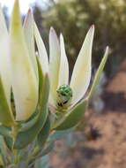 Image of Ivory conebush