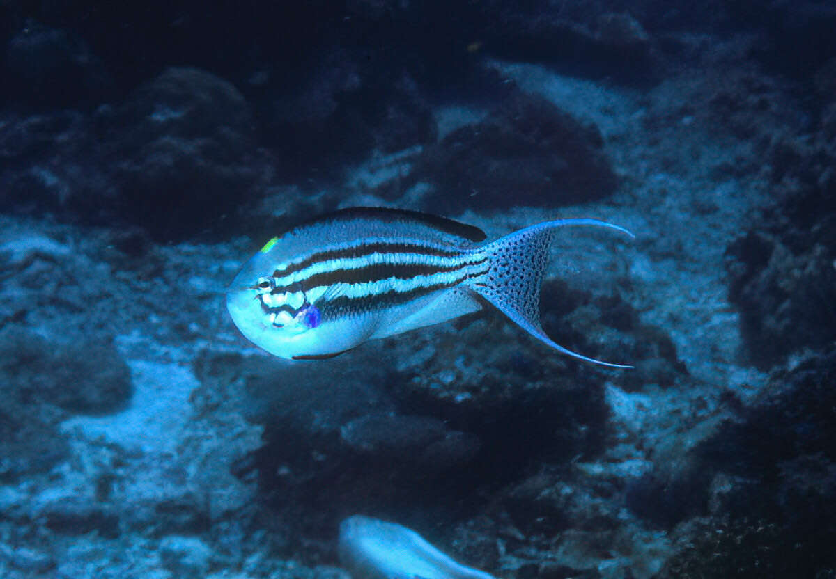 Image of Blackstriped Angelfish