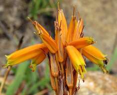 Image of Aloe chortolirioides var. chortolirioides