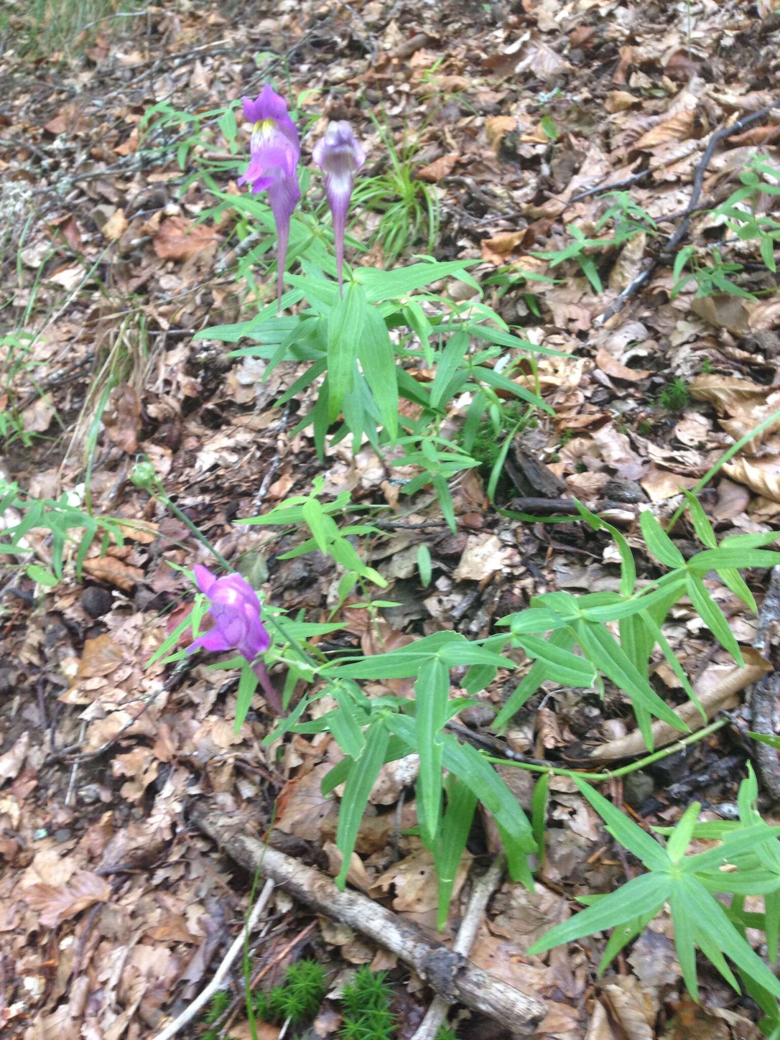 صورة Linaria triornithophora (L.) Willd.