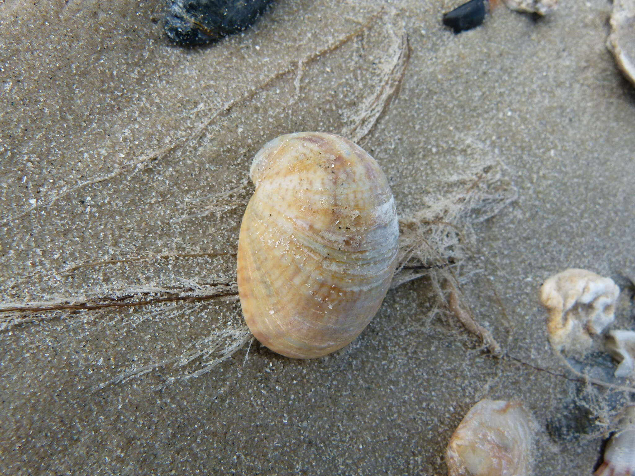 Image of Common slipper shell