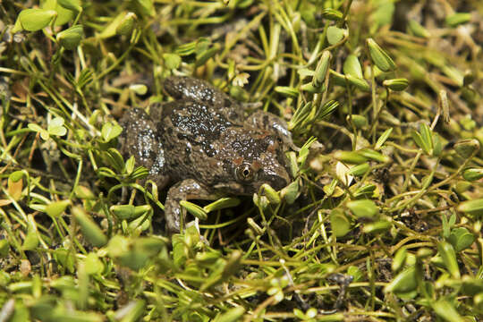 Image of Barking Frog